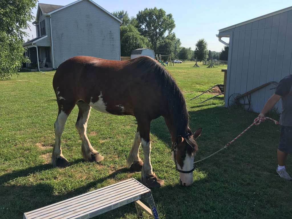 Sandy Acres Clydesdales | 10032 N Ruby Rd, La Porte, IN 46350, USA | Phone: (219) 369-3386