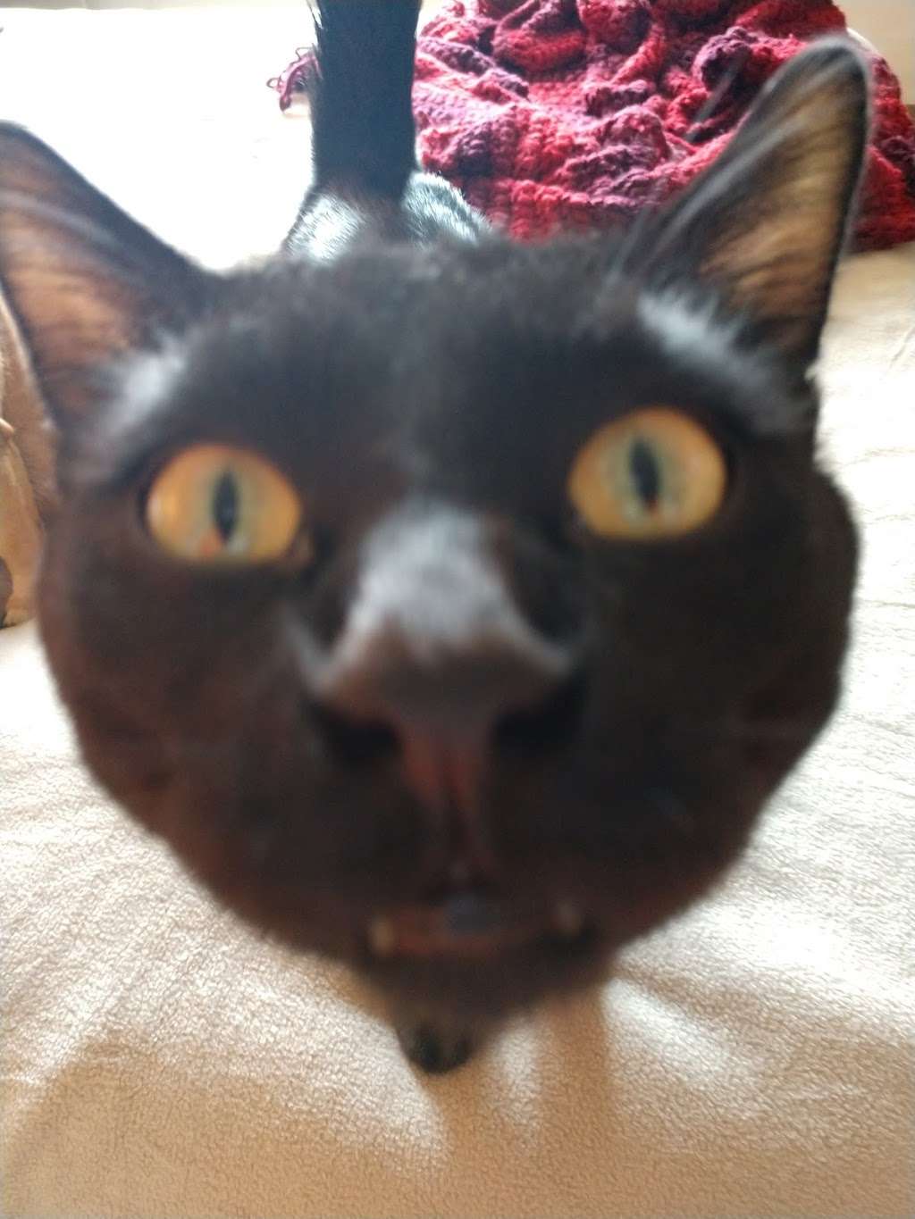 Lifetime Animal Center | 227 SE State Route 13, Warrensburg, MO 64093, USA | Phone: (660) 422-7838