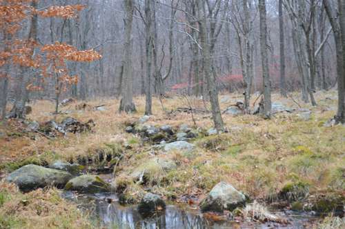 Russian Bear | Suffern, NY 10901