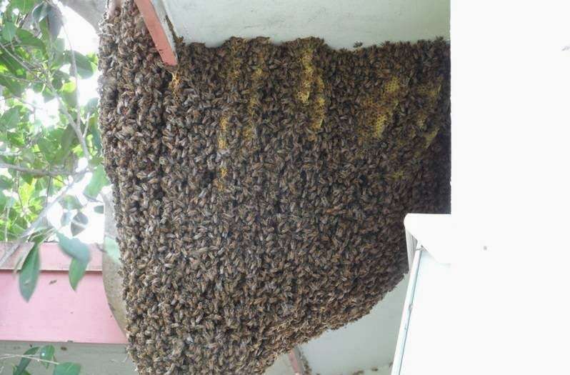 Tropical Apiaries Inc | 6000 SW 188th Ave, Southwest Ranches, FL 33332, USA | Phone: (954) 559-0700