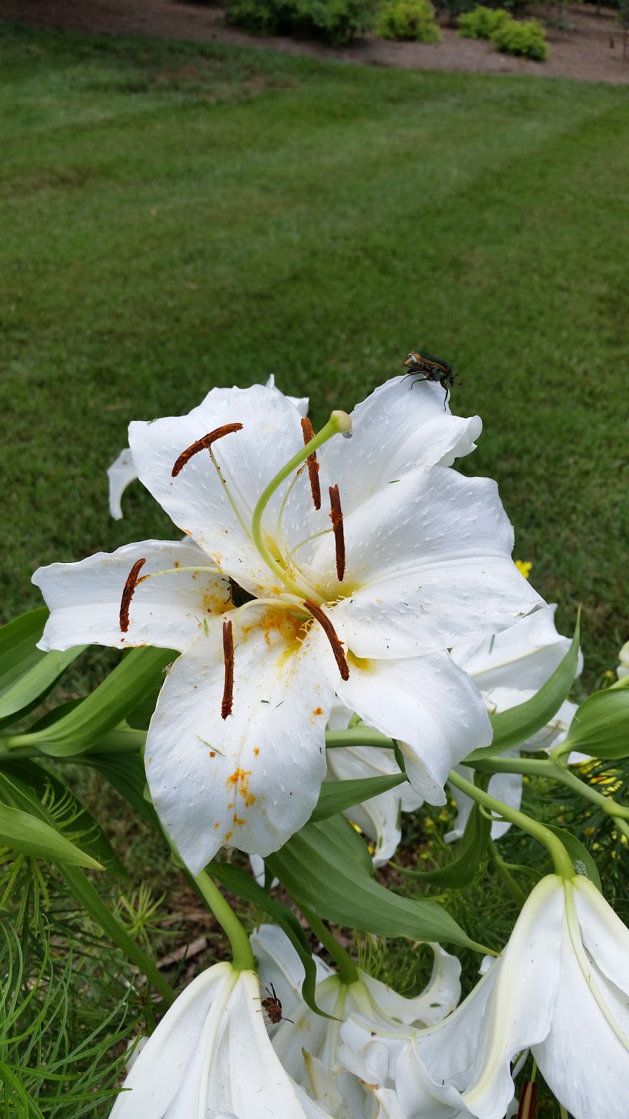 KLP Interior Designs | 1007 Violet Dr, Franklin, TN 37067, USA | Phone: (615) 599-1223