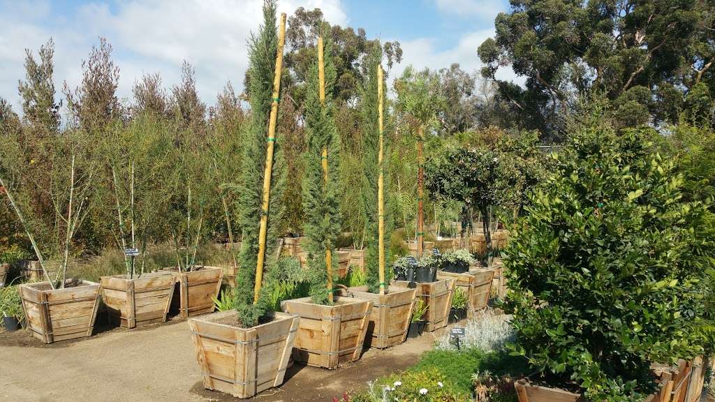 C&S Nursery | 3615 Hauser Blvd, Los Angeles, CA 90016 | Phone: (323) 296-6657