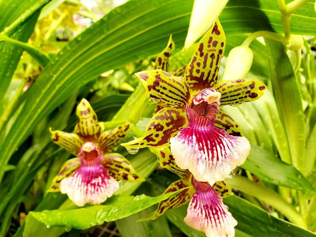 Kawamoto Orchid Nursery | 2630 Waiomao Rd, Honolulu, HI 96816 | Phone: (808) 732-5808