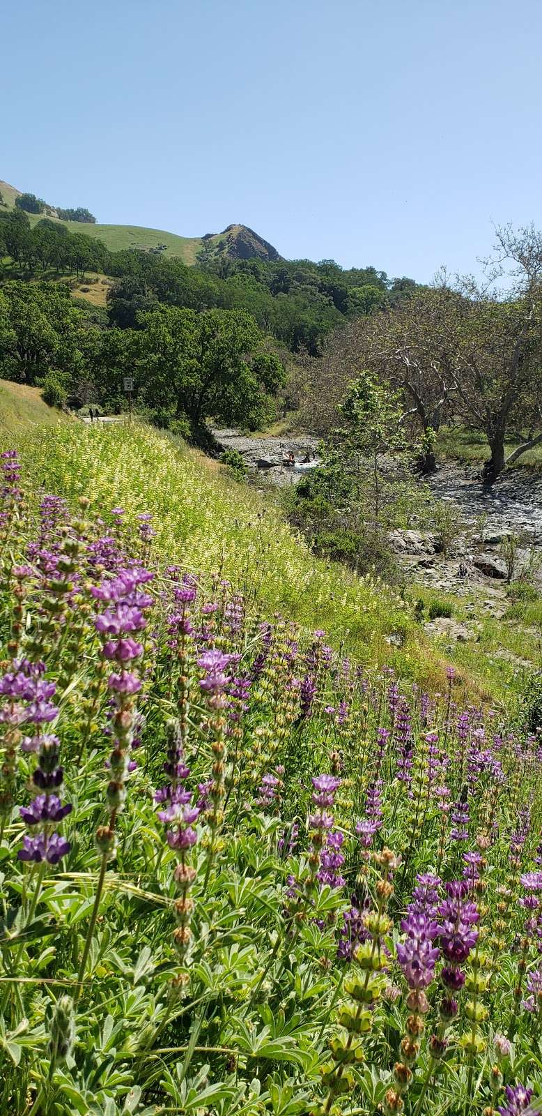 Sunol Regional Wilderness | 1895 Geary Rd, Sunol, CA 94586 | Phone: (510) 544-3249