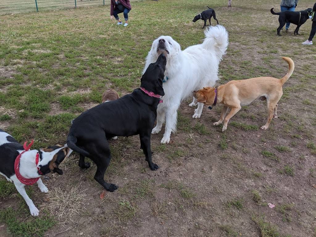 Southwest City Dog Park | 7351 Hampton Ave, St. Louis, MO 63109, USA | Phone: (314) 567-2012