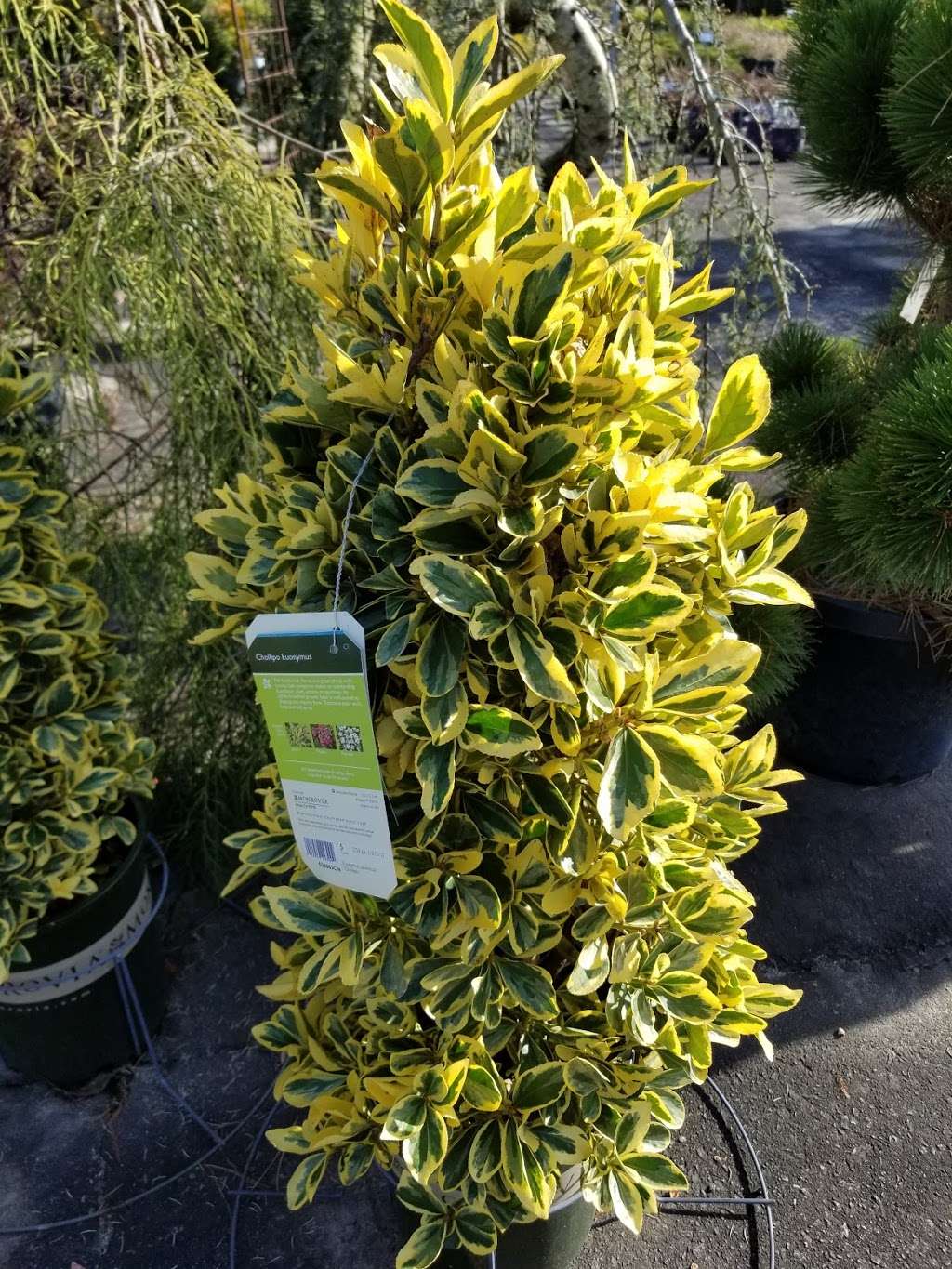 Southern Roots Garden Center | 505 Belmont Mt Holly Rd, Belmont, NC 28012, USA | Phone: (704) 827-0446