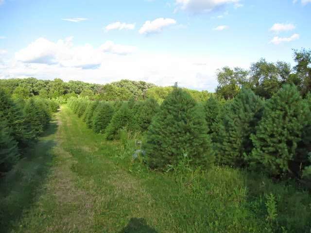 Ziegler Christmas Tree Farm | 42 W109, Elgin, IL 60124, USA | Phone: (847) 464-5776