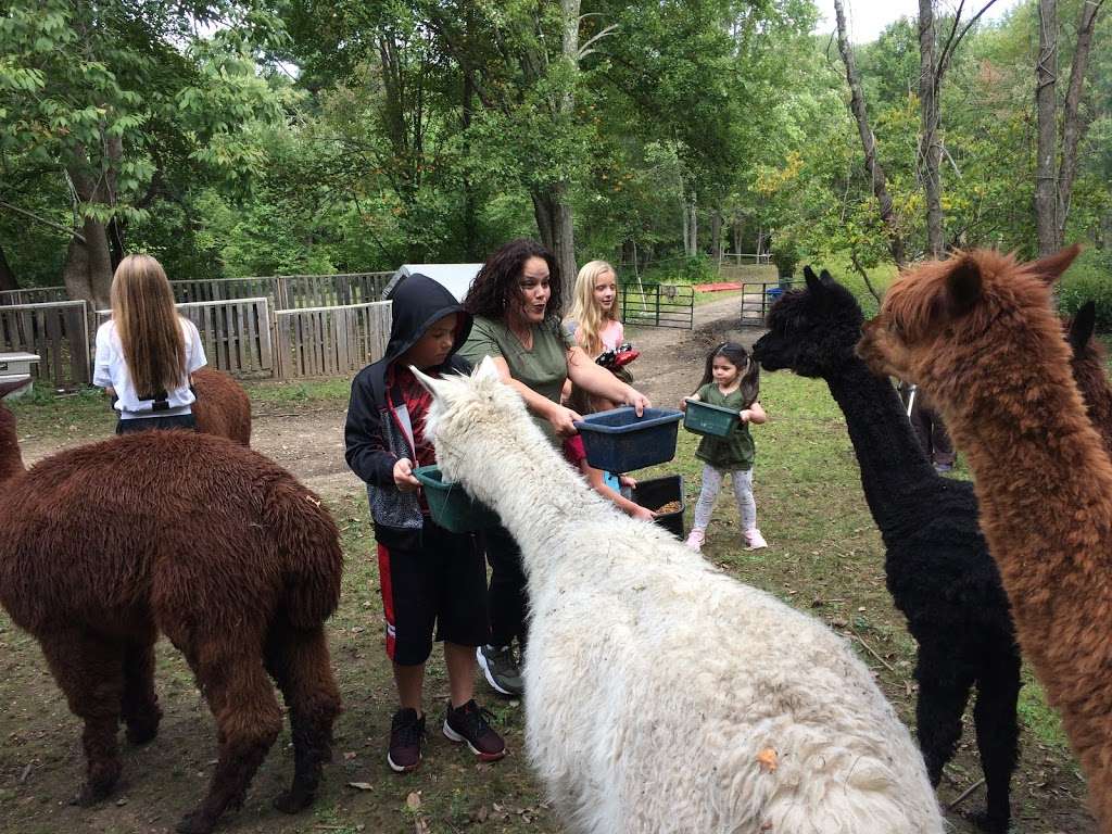 Nashaway Trail Alpacas | 201 Maple St, Stow, MA 01775, USA