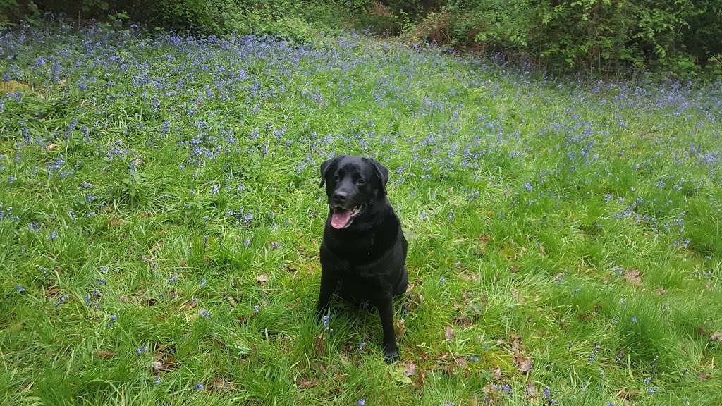 Hertford Heath Nature Reserve | 6 Harlings, Hertford Heath, Hertford SG13 7PQ, UK | Phone: 01727 858901