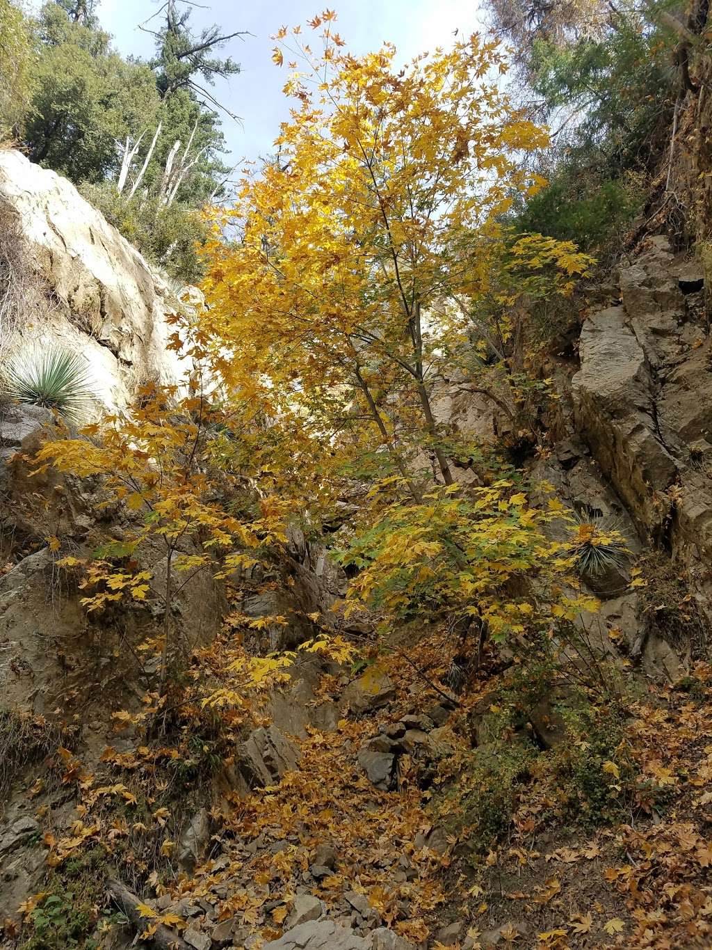 Lewis Falls | Soldier Creek, Azusa, CA 91702, USA