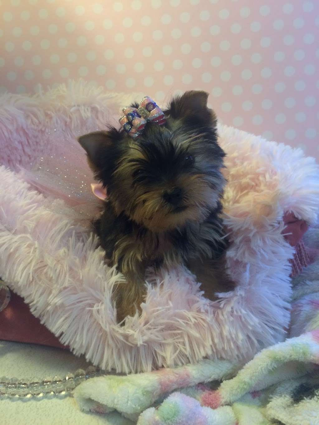 Lil Divas Puppy Boutique | 2800 Cito Rd, Big Cove Tannery, PA 17212, USA | Phone: (717) 860-8075