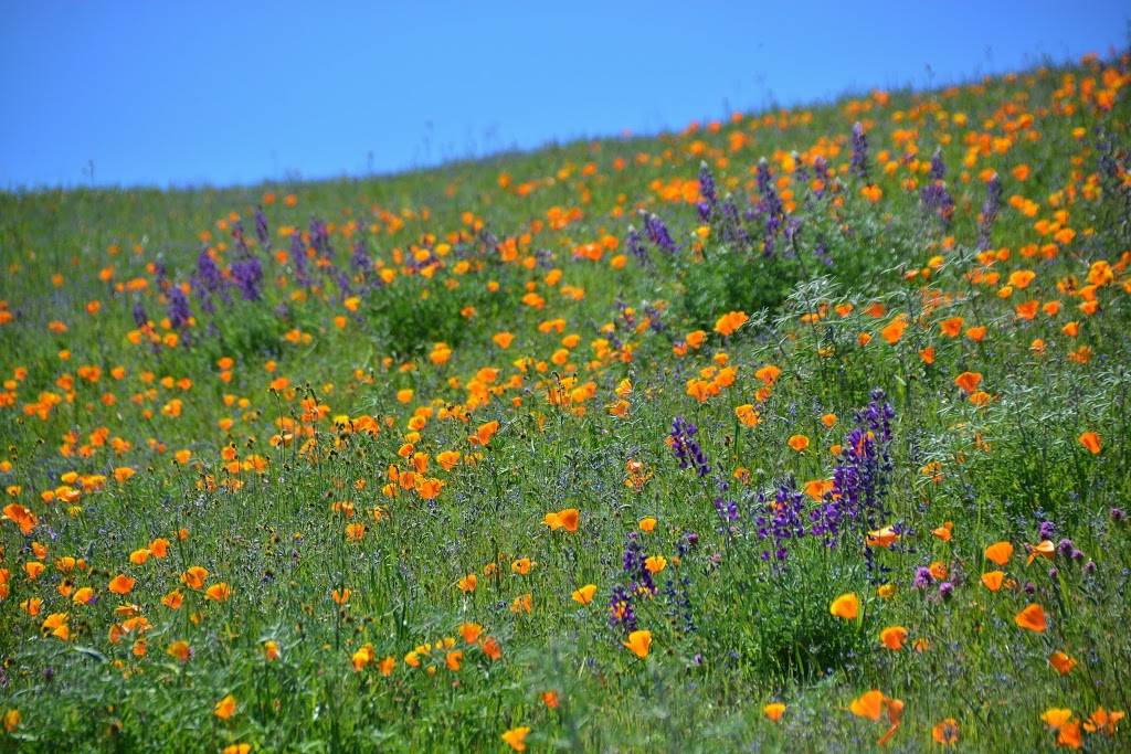 Sunol Visitor Center | 1895 Geary Rd, Sunol, CA 94586, USA | Phone: (510) 544-3245