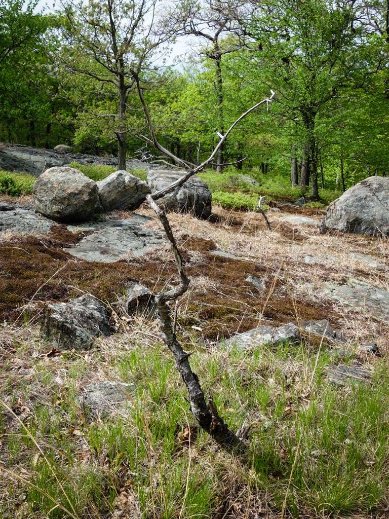 Valley of Dry Bones | Ramapo, NY 10901, USA