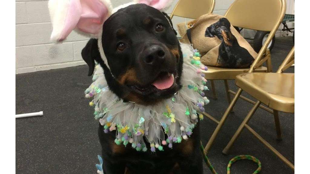 Longwood Veterinary Center | 230 Kennett Pike, Kennett Square, PA 19348, USA | Phone: (610) 388-3388