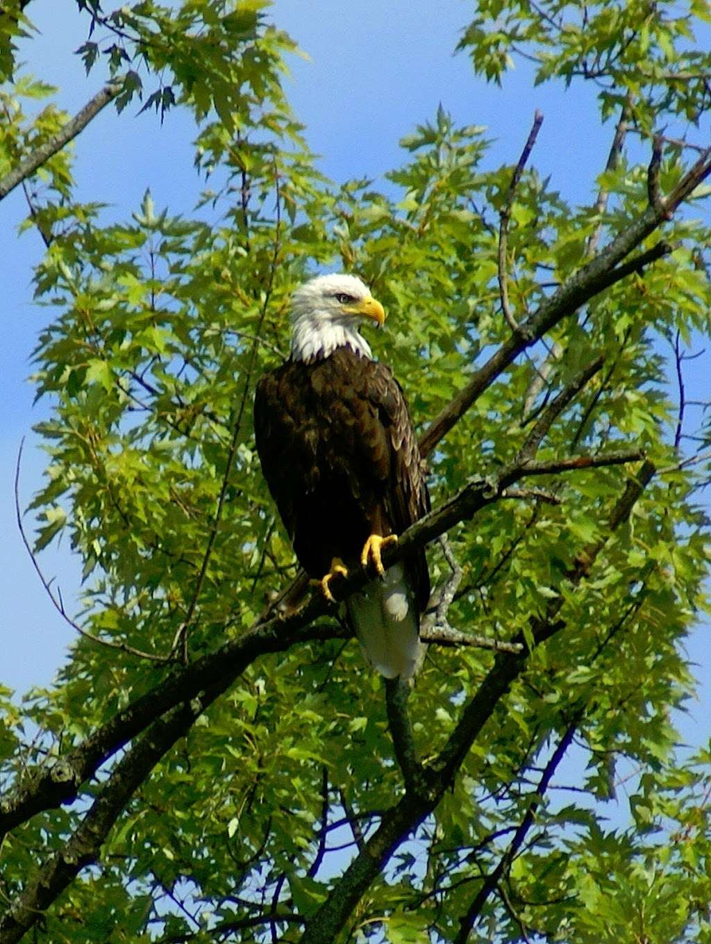 Granville Galleries | 7500 Creager Rd, Waynesboro, PA 17268, USA | Phone: (717) 759-0526