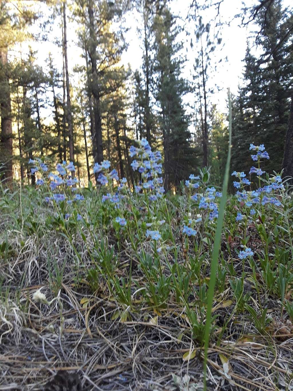 Green Mountain Campground | 20950 S Buffalo Creek Rd, Pine, CO 80470, USA