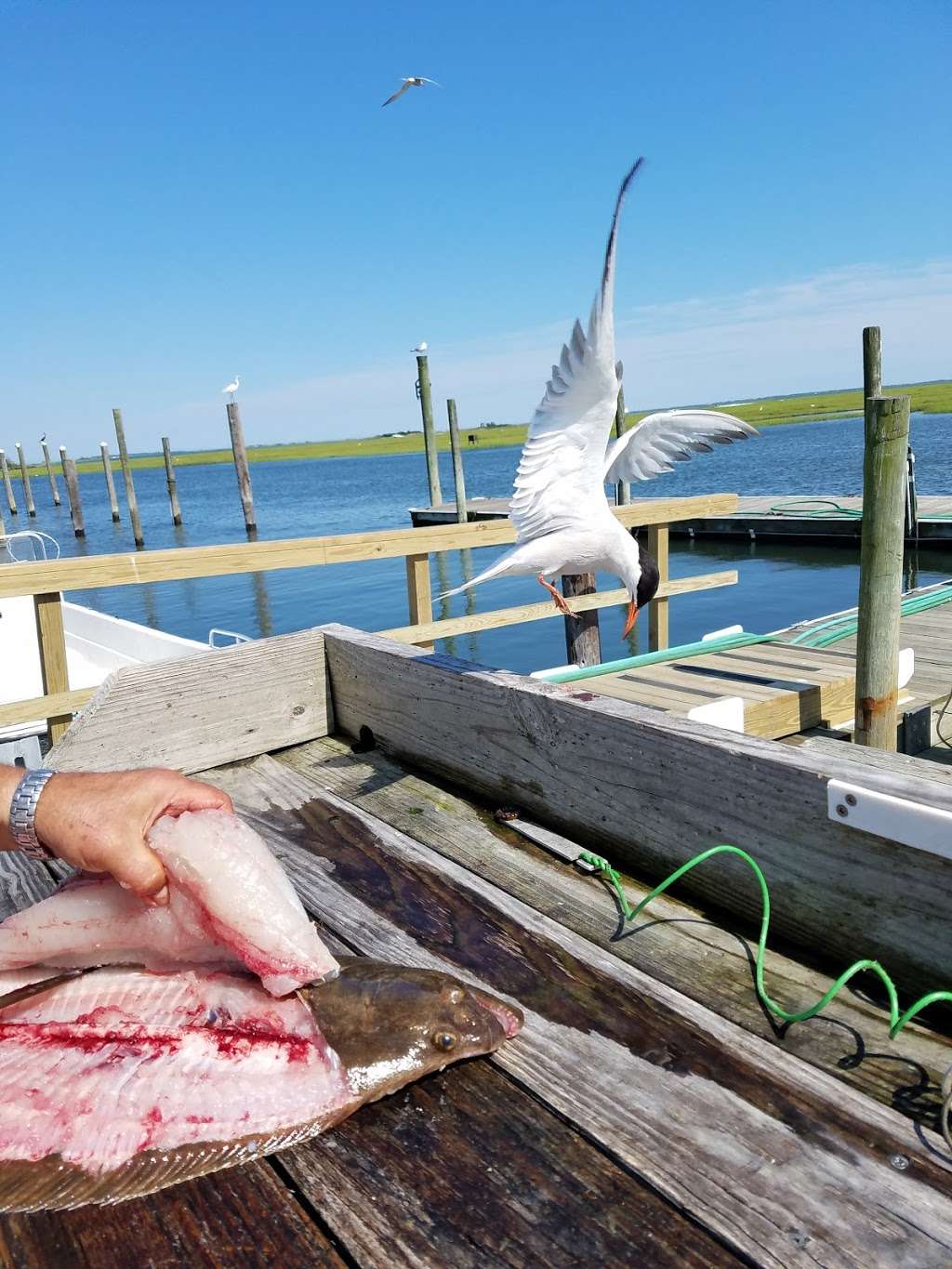 SONNYS FISHING STATION | 3640 Ocean Ave, Seaford, NY 11783, USA | Phone: (516) 785-8058