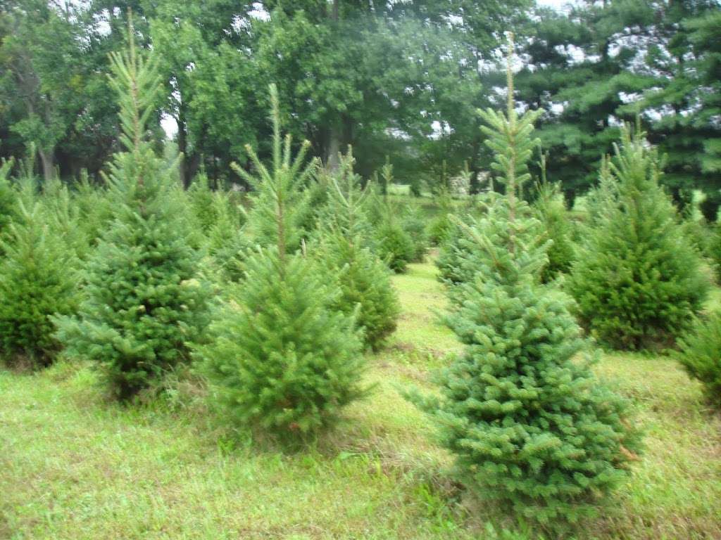 McCarthy Tree Farm | 1061 Dutch Neck Rd, Middletown, DE 19709, USA | Phone: (302) 836-3171