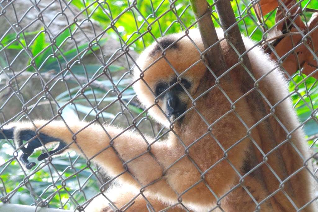 Gibbon Conservation Center | 19100 Esguerra Rd, Santa Clarita, CA 91390, USA | Phone: (661) 296-2737
