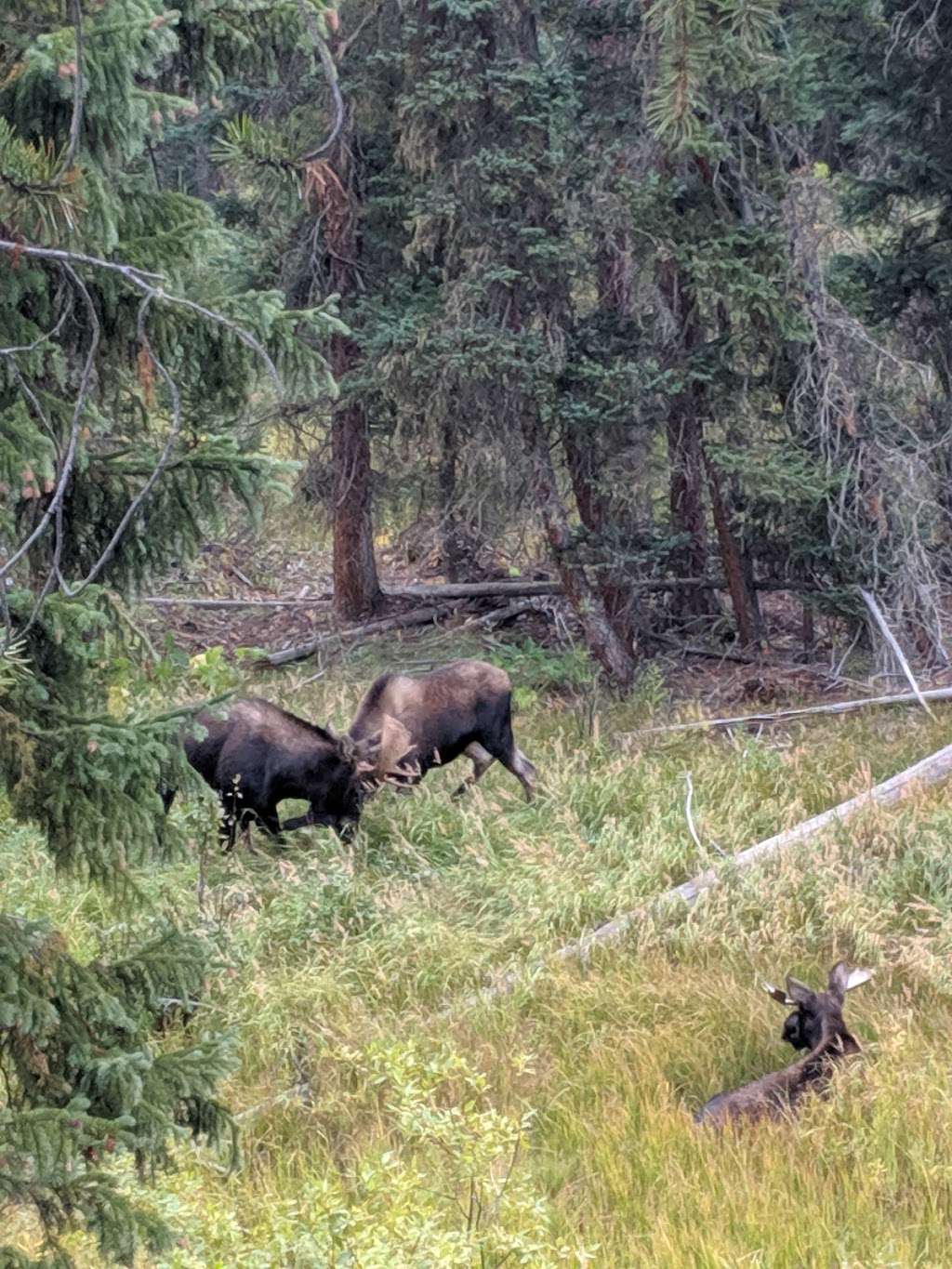 Monarch Lake Trailhead | Continental Divide Trail, Granby, CO 80446, USA | Phone: (970) 887-4100