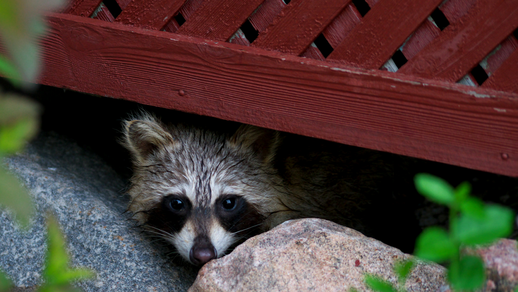 Critter Control of Fort Lauderdale | 4100 N Powerline Rd x1, Pompano Beach, FL 33073 | Phone: (954) 467-6067