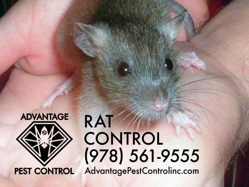 Advantage Pest Control, Inc | 76 Summer St, Manchester-by-the-Sea, MA 01944, USA | Phone: (978) 526-4567