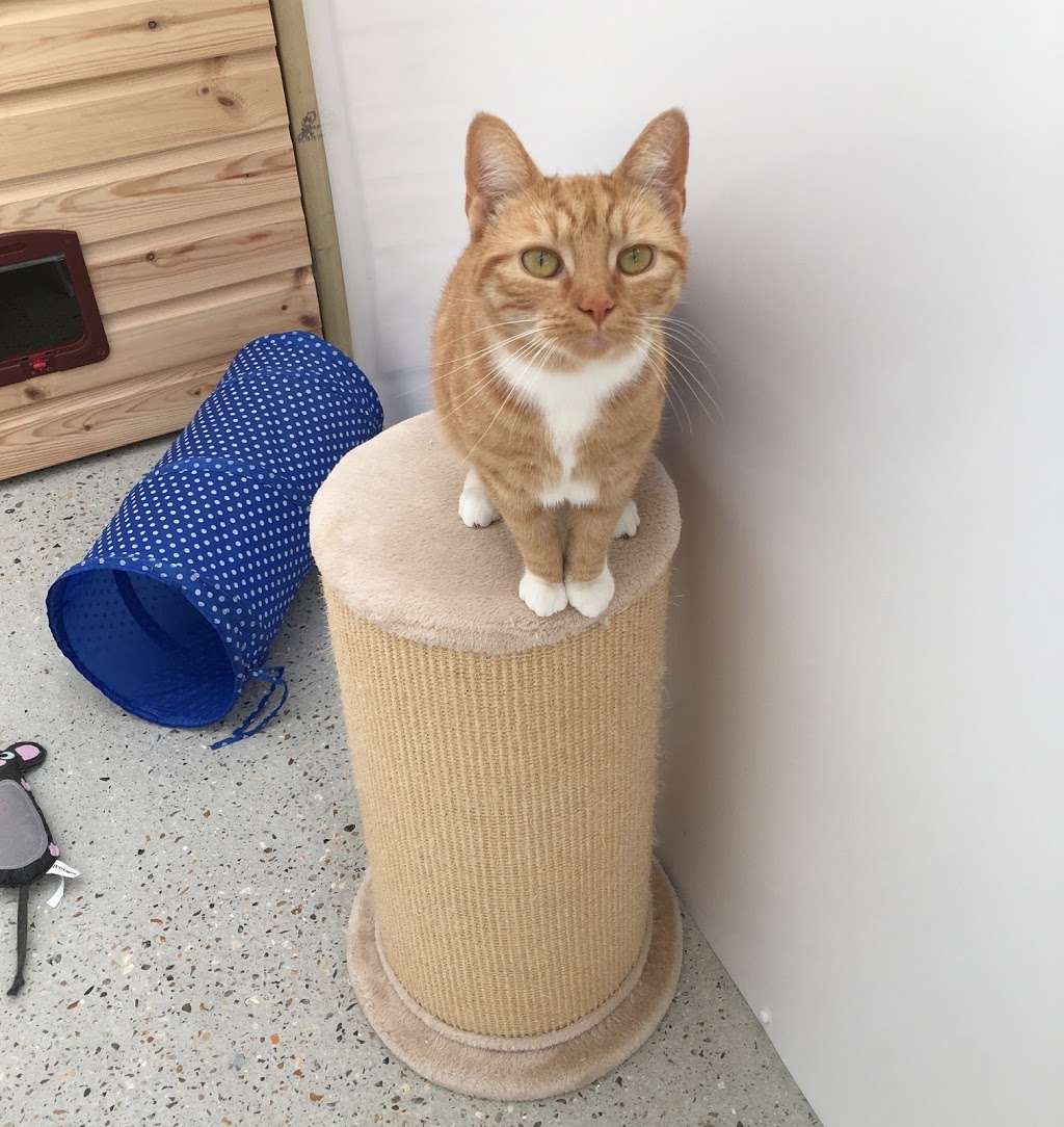 Oakcroft Cattery | Woodcock Hill, Felbridge, East Grinstead RH19 2RD, UK | Phone: 01342 324308