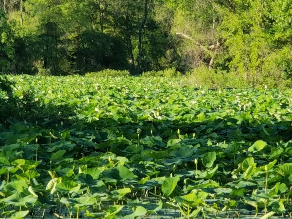 Bittern Bottoms Conservation Area | Harrisonville, MO 64701, USA | Phone: (816) 622-0900