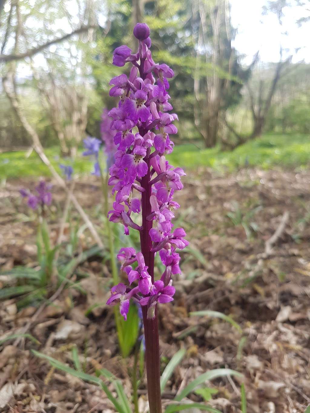 Upper Halling Nature Reserve | 21 Vicarage Rd, Rochester ME2 1HS, UK