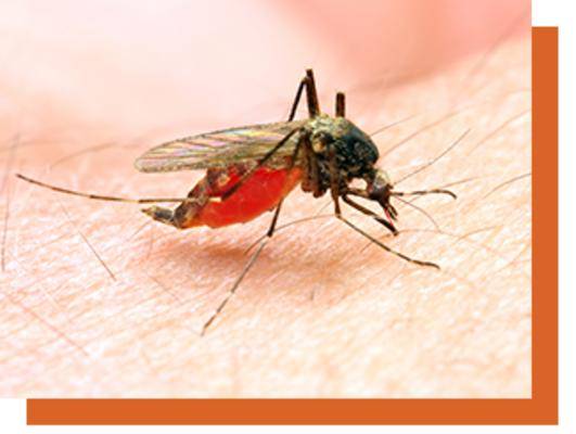 OKC Mosquito Militia | 400 W Wilshire Blvd, Oklahoma City, OK 73116, United States | Phone: (405) 509-3051