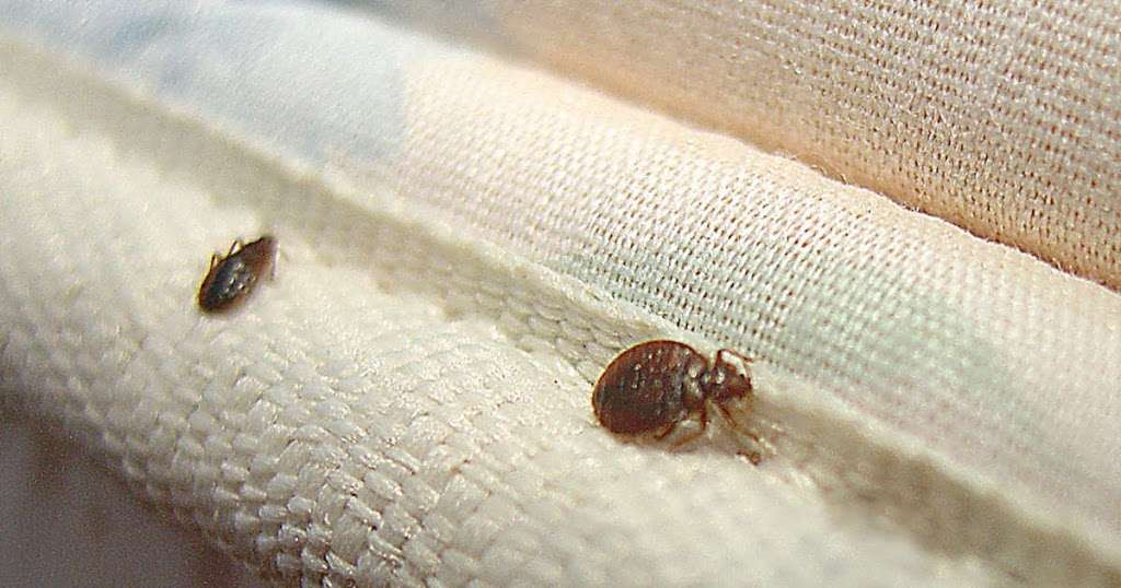 Brooklyns Bed Bug Exterminators | 1575 Flatbush Ave, Brooklyn, NY 11210, USA | Phone: (718) 928-9536