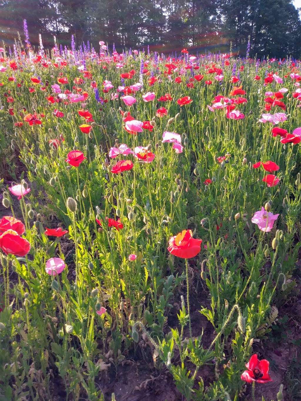 North Carolina Center Kings Mountain, NC 28086, USA BusinessYab