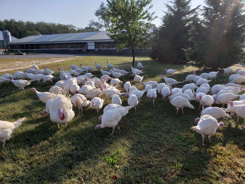 Hincks Turkey Farm | 3930 Belmar Blvd, Neptune City, NJ 07753 | Phone: (732) 681-0508