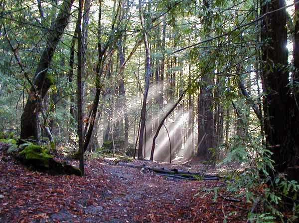 Soquel Demonstration State Forest | 29400 Highland Way, Los Gatos, CA 95033, USA | Phone: (831) 475-8643