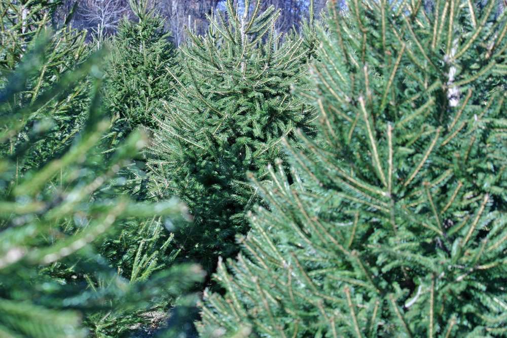 Pines and Needles | KENWOOD HOUSE, Hampstead Lane, Highgate, London NW3 7JR, UK | Phone: 020 3598 4877