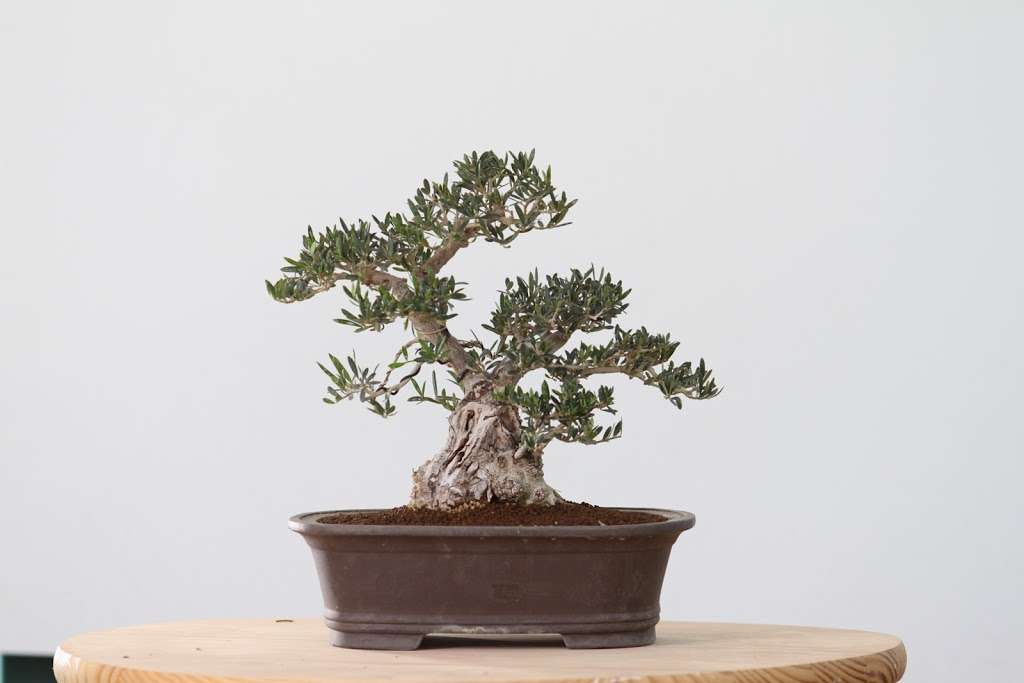 California Bonsai Studio | 4015 N Moorpark Rd, Thousand Oaks, CA 91360 | Phone: (805) 616-2271