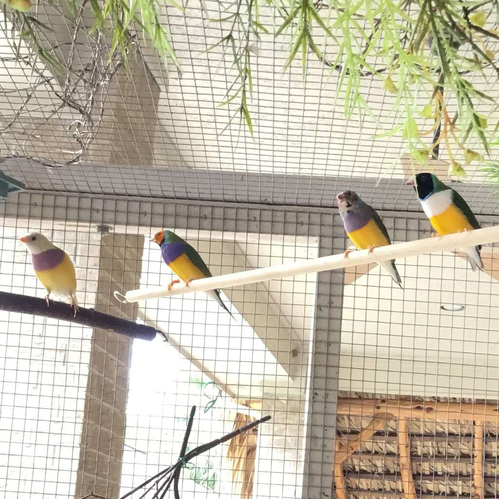 Finches By Kristy | Kinston Dr, League City, TX 77573, USA