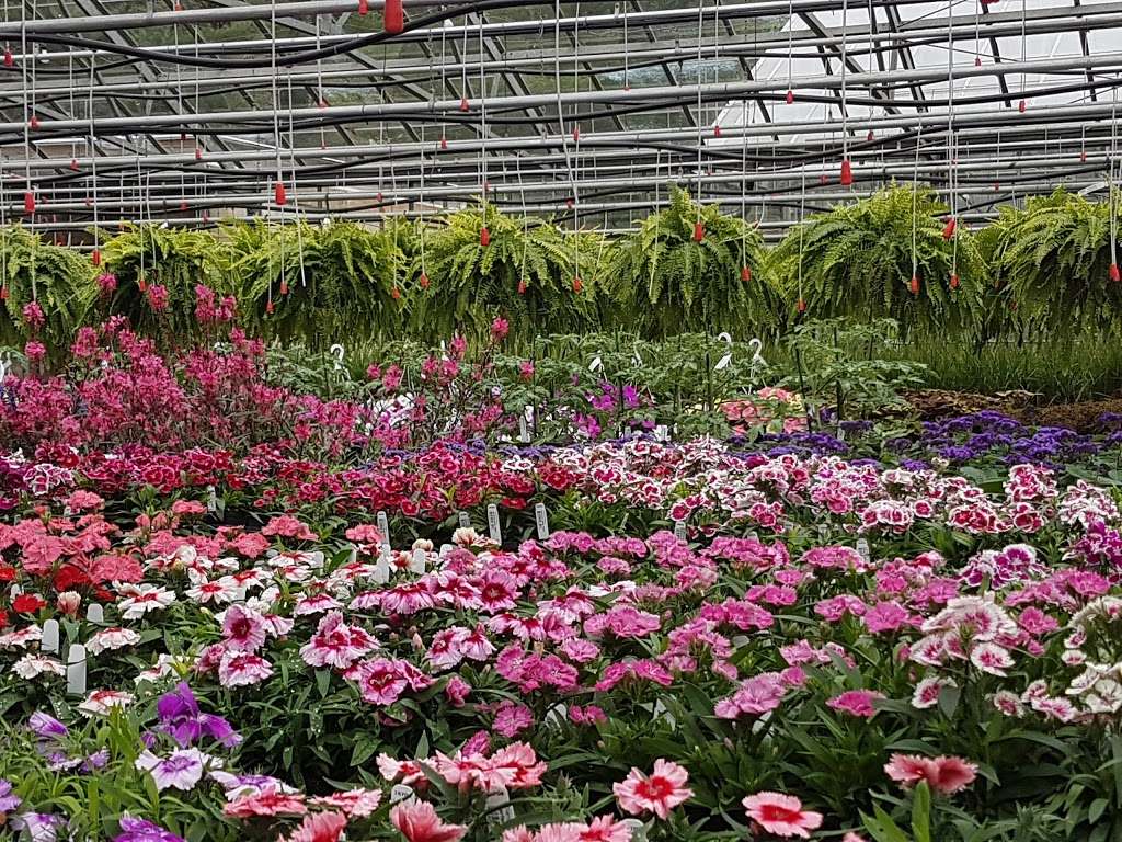 Griers Nursery & Greenhouses | 3229B Grier Nursery Rd, Forest Hill, MD 21050, USA | Phone: (410) 893-2319