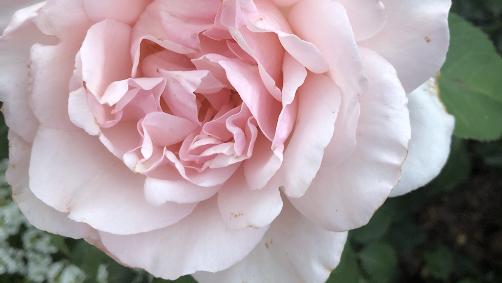 Flourish Roses | 345 E Kenwood St, Mesa, AZ 85201, USA | Phone: (602) 430-2394