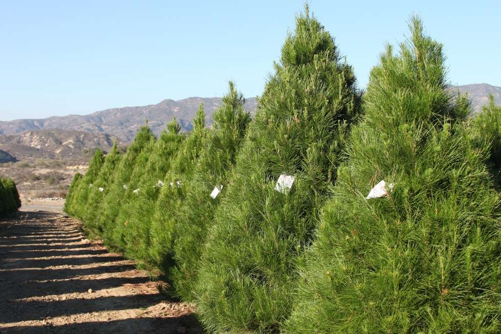 Peltzer Pines Christmas Tree Farm | 7851 Black Star Canyon Rd, Silverado, CA 92676, USA | Phone: (714) 649-9251