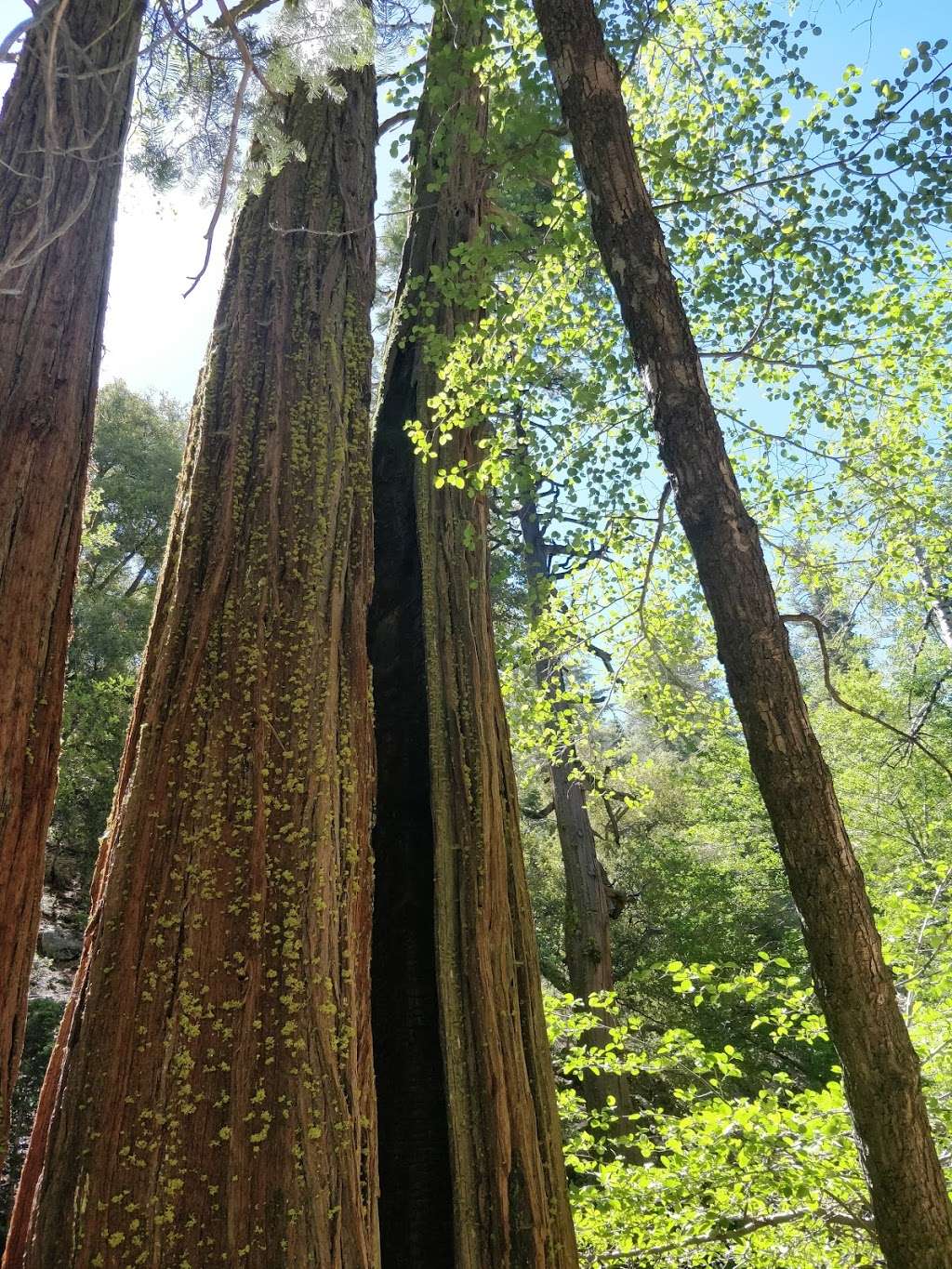 Buckhorn Campground | California 93553, USA