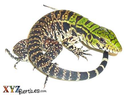 XYZReptiles | 17021 S Dixie Hwy A, Palmetto Bay, FL 33157, USA | Phone: (305) 305-5998