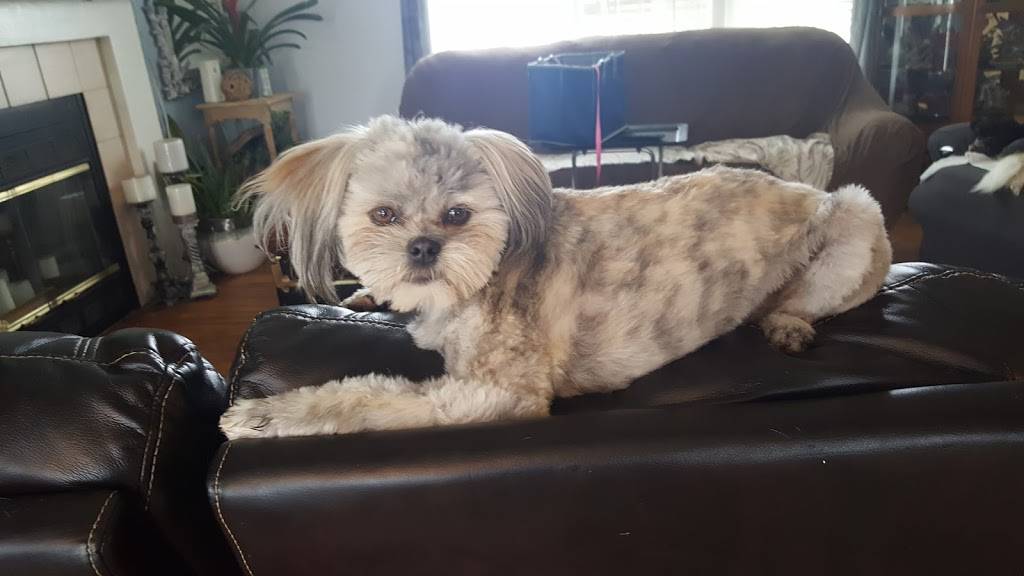 Sczyrs Kennel & Cattery | 7950 E Brundage Ln, Bakersfield, CA 93307, USA | Phone: (661) 366-6031