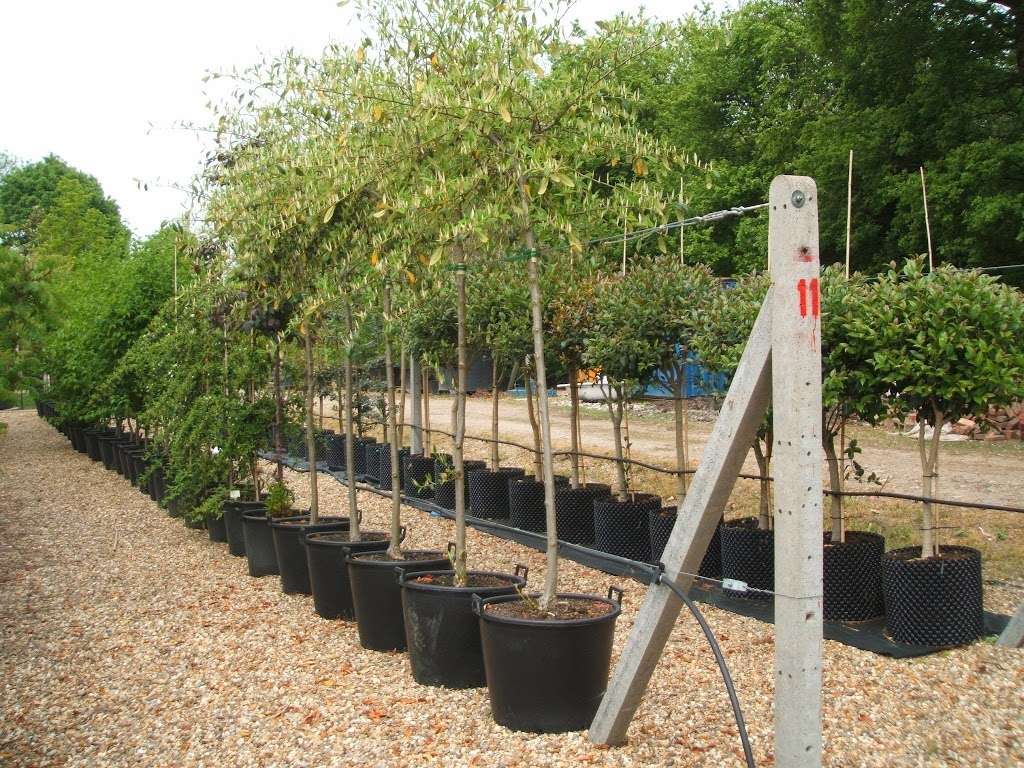 Findwillow Ltd & Walnut Hill Nurseries | Walnut Hill Nursery, Walnut Hill Rd, Istead Rise, Gravesend DA13 9HL, UK | Phone: 01474 708106