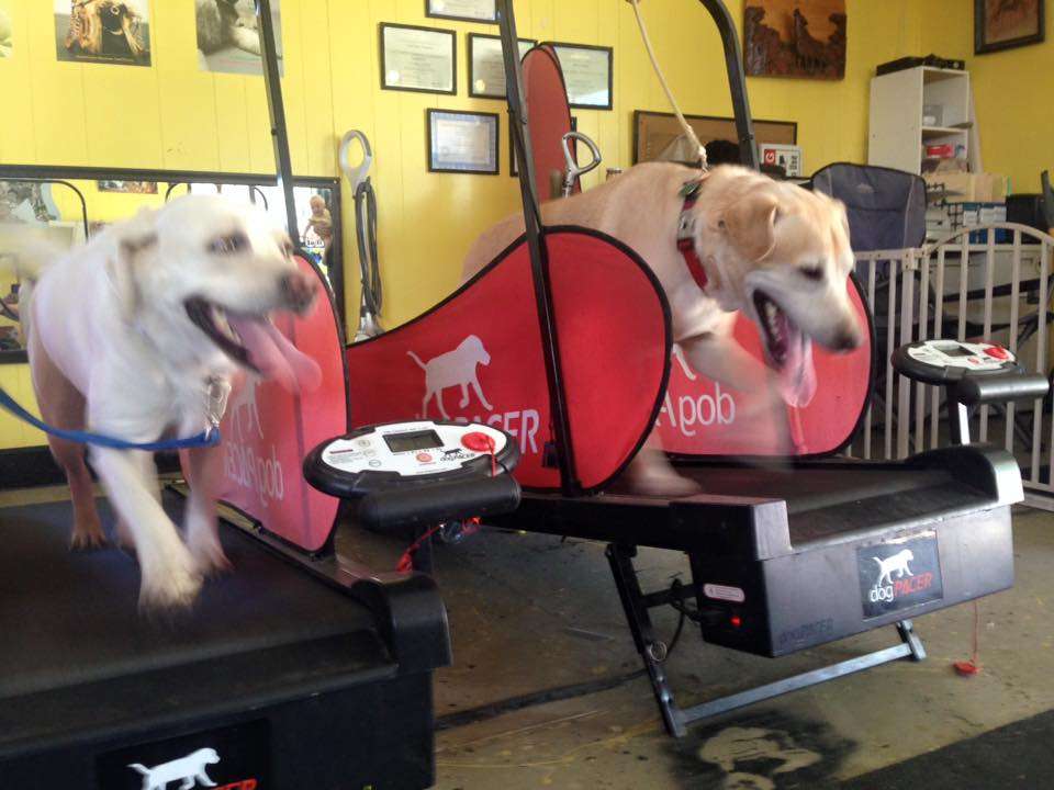 Derty Dog Canine Retreat & Fitness | 6357 Brentwood Blvd, Brentwood, CA 94513, USA | Phone: (925) 364-4967