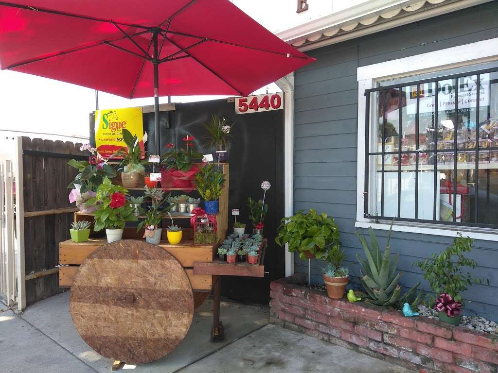 Boutique de Flores | 3708 N Figueroa St, Los Angeles, CA 90065, USA | Phone: (323) 592-2602