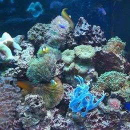 Aqua Mart Aquariums | 1620 S Washington Ave, Titusville, FL 32780, USA | Phone: (321) 268-2772