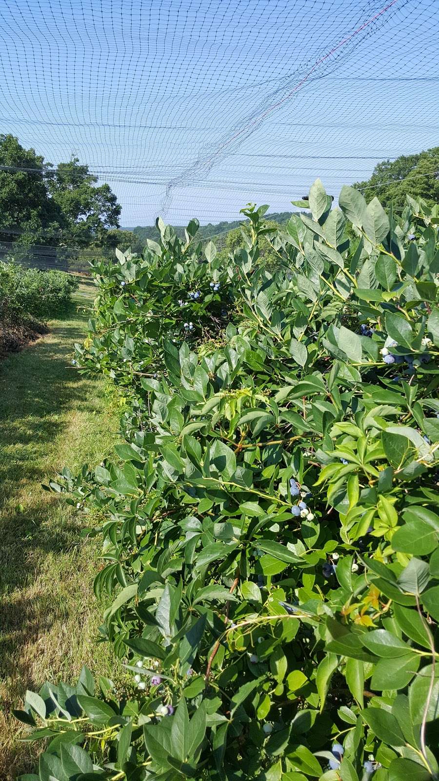 Maple Bank Farm | 57 Church St, Roxbury, CT 06783, USA | Phone: (860) 354-7038