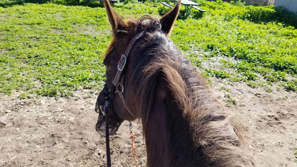 Western Trails Horseback Riding - travel agency  | Photo 4 of 10 | Address: 4103 Pedley Ave, Norco, CA 92860, USA | Phone: (951) 403-1290