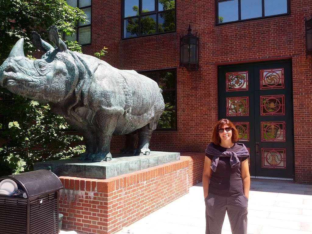 Rhino Statues at Harvard Biology Quad | 16 Divinity Ave, Cambridge, MA 02138, USA